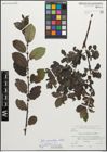 Foto von Salix myrsinifolia Salisb.